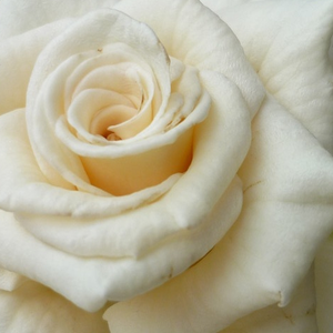 Онлайн магазин за рози - Рози Флорибунда - бял - Pоза Антична коприна - дискретен аромат - Реймър Кордес - Пъпки развиващи се в ароматни,звездообразни цветя,които могат да украсяват ваза за дълъг период.
